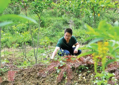 德化縣戀南山黃花遠志茶喜獲海峽兩岸最受歡迎伴手禮獎，推動林業產品創新發展